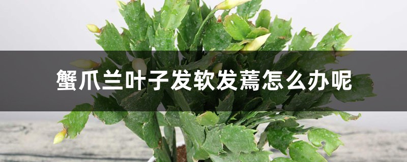 蟹爪兰叶子发软发蔫怎么办呢 蟹爪兰叶子发软发蔫怎么办呢