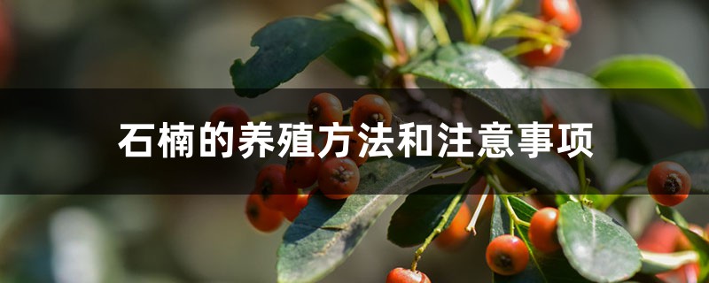 石楠的养殖方法和注意事项 石楠的养殖方法和注意事项