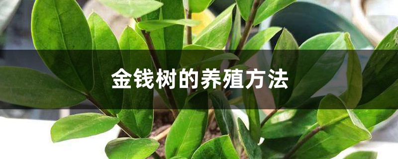 金钱树的养殖方法 金钱树的养殖方法
