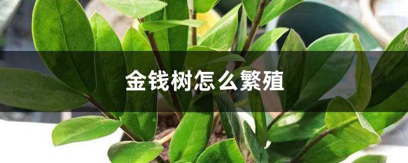 金钱树怎么繁殖 金钱树怎么繁殖