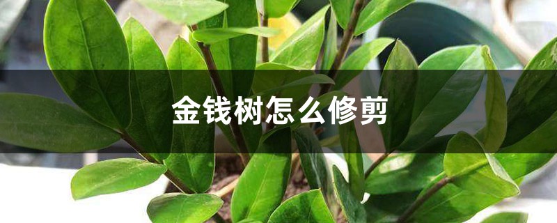 金钱树怎么修剪 金钱树怎么修剪