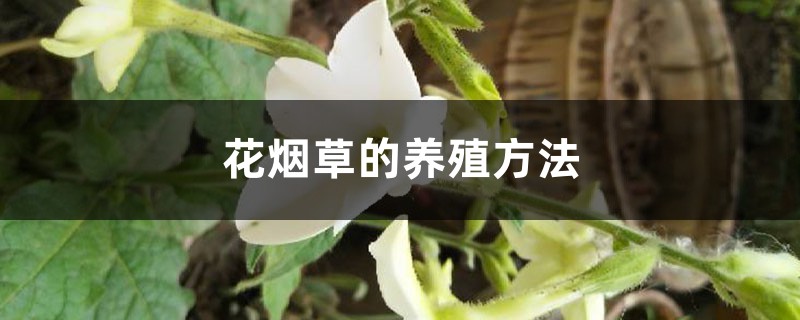 花烟草的养殖方法 花烟草的养殖方法
