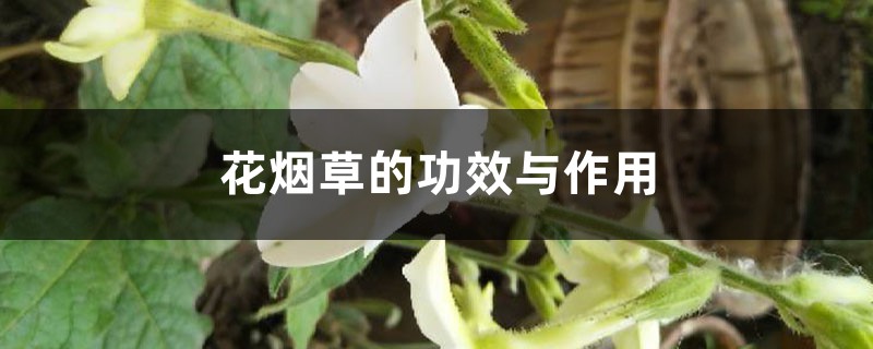 花烟草的功效与作用 花烟草的功效与作用