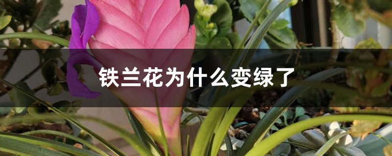 铁兰花为什么变绿了 铁兰花为什么变绿了