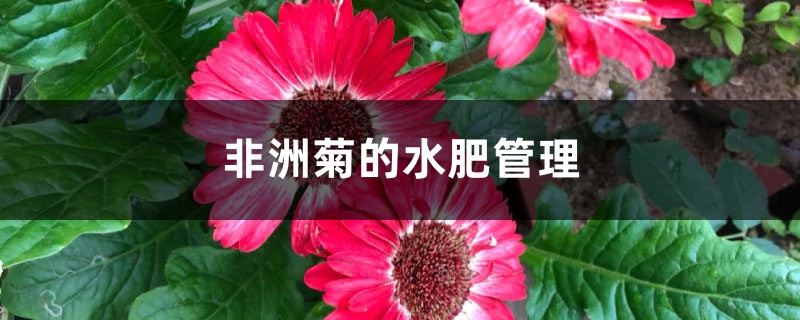 非洲菊的水肥管理 非洲菊的水肥管理
