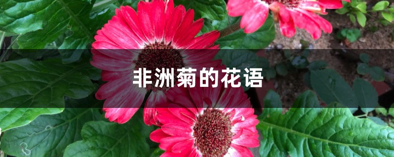 非洲菊的花语 非洲菊的花语