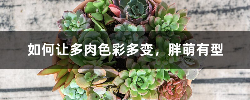 如何让多肉色彩多变,胖萌有型 如何让多肉色彩多变,胖萌有型