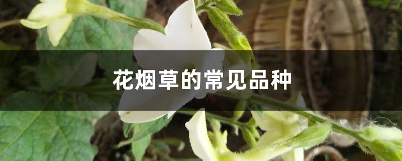 花烟草的常见品种 花烟草的常见品种