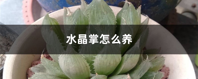 水晶掌怎么养 水晶掌怎么养