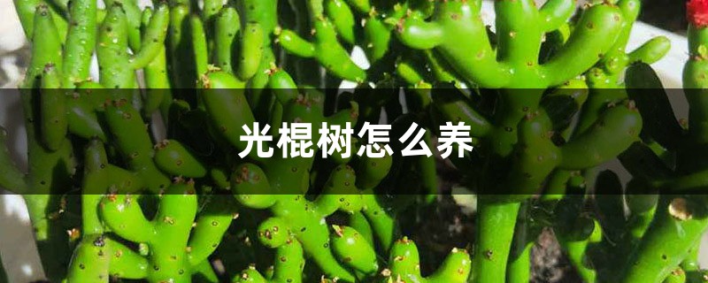 光棍树怎么养 光棍树怎么养
