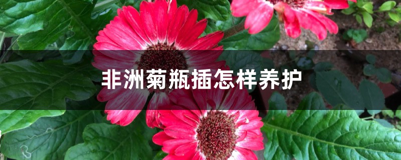 非洲菊瓶插怎样养护 非洲菊瓶插怎样养护