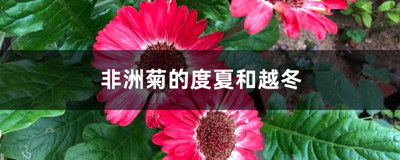 非洲菊的度夏和越冬 非洲菊的度夏和越冬