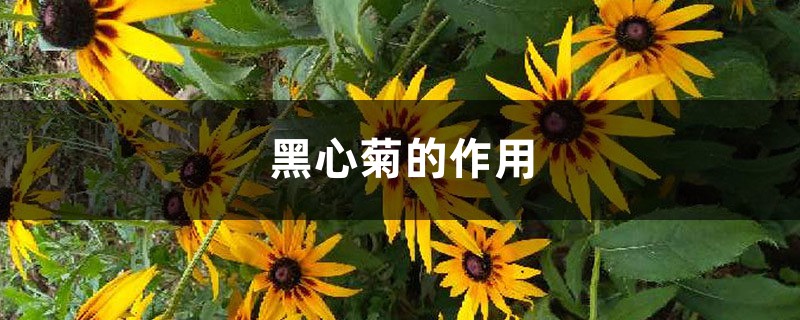 黑心菊的作用 黑心菊的作用