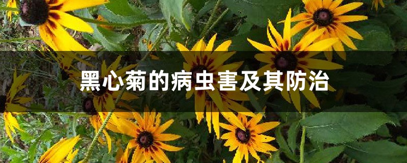 黑心菊的病虫害及其防治 黑心菊的病虫害及其防治
