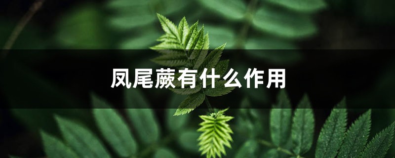 凤尾蕨有什么作用 凤尾蕨有什么作用