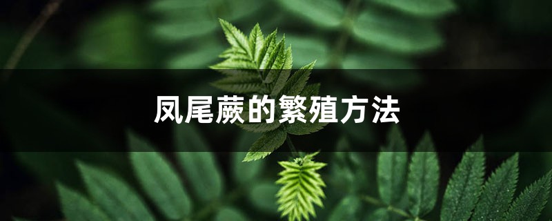 凤尾蕨的繁殖方法 凤尾蕨的繁殖方法