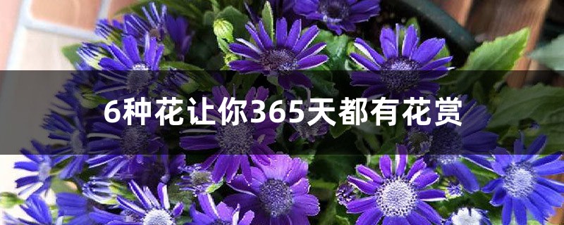 6种花让你365天都有花赏 6种花让你365天都有花赏