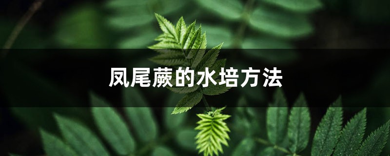 凤尾蕨的水培方法 凤尾蕨的水培方法
