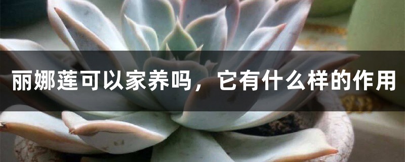 丽娜莲可以家养吗,它有什么样的作用 丽娜莲可以家养吗,它有什么样的作用