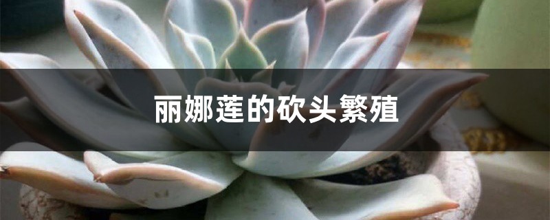 丽娜莲的砍头繁殖 丽娜莲的砍头繁殖