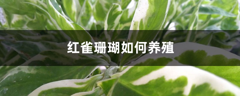 红雀珊瑚如何养殖 红雀珊瑚如何养殖