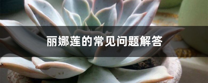 丽娜莲的常见问题解答 丽娜莲的常见问题解答