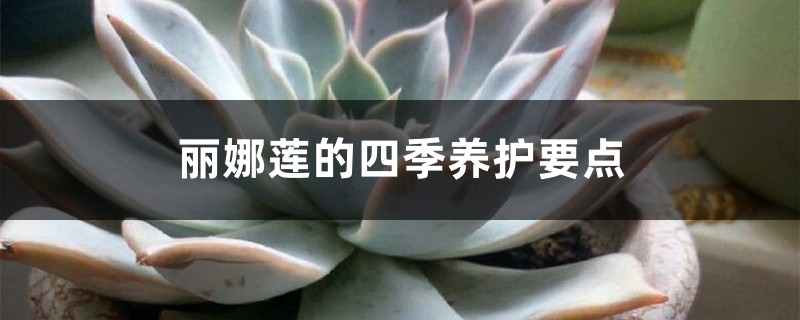丽娜莲的四季养护要点 丽娜莲的四季养护要点