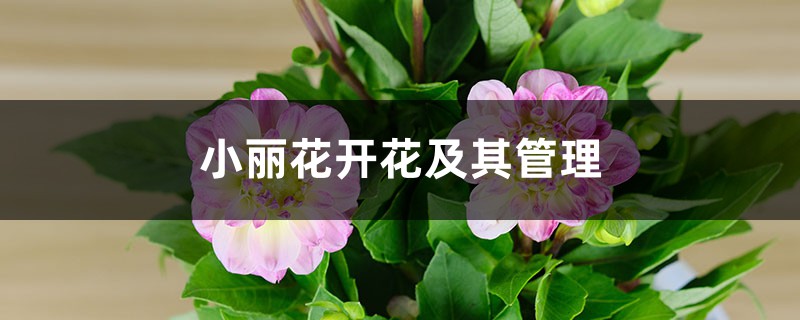 小丽花开花及其管理 小丽花开花及其管理