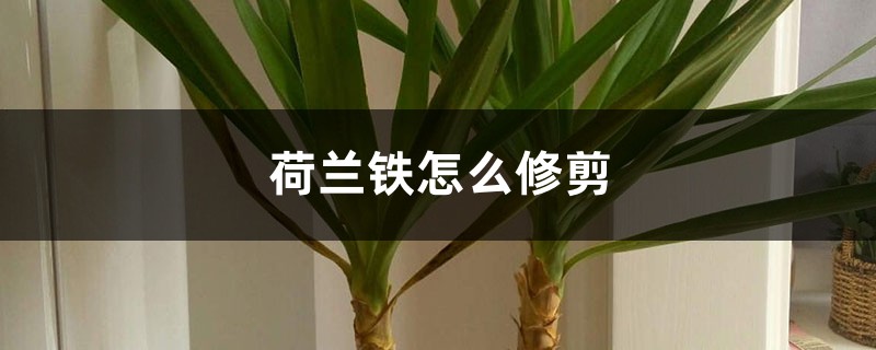 荷兰铁怎么修剪 荷兰铁怎么修剪