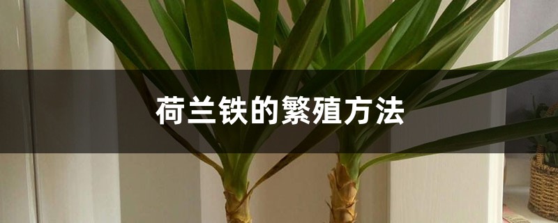 荷兰铁的繁殖方法 荷兰铁的繁殖方法