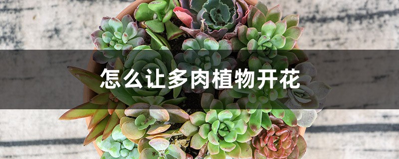 怎么让多肉植物开花 怎么让多肉植物开花
