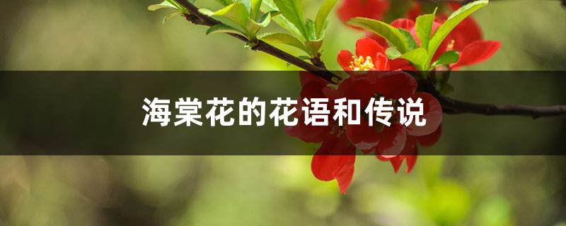 海棠花的花语和传说 海棠花的花语和传说