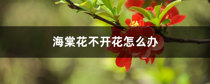 海棠花不开花怎么办 海棠花不开花怎么办