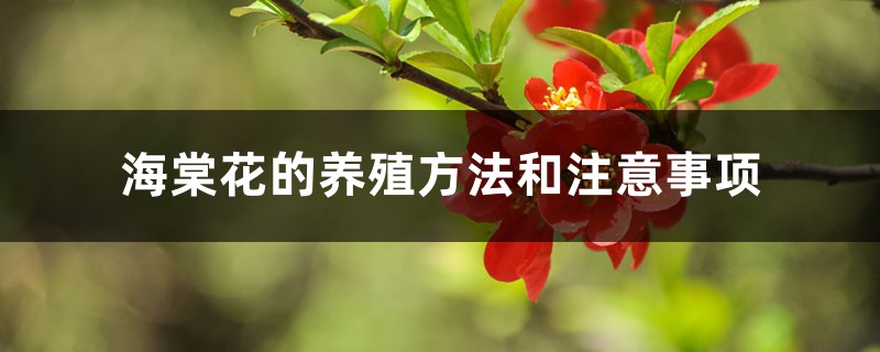 海棠花的养殖方法和注意事项 海棠花的养殖方法和注意事项