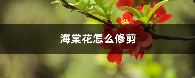 海棠花怎么修剪 海棠花怎么修剪