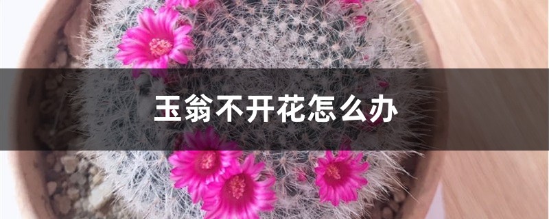 玉翁不开花怎么办 玉翁不开花怎么办