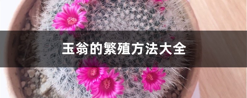 玉翁的繁殖方法大全 玉翁的繁殖方法大全