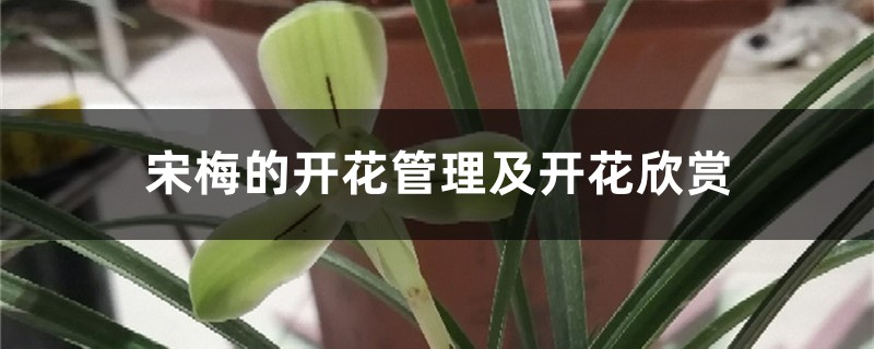 宋梅的开花管理及开花欣赏 宋梅的开花管理及开花欣赏