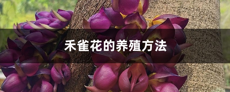 禾雀花的养殖方法 禾雀花的养殖方法