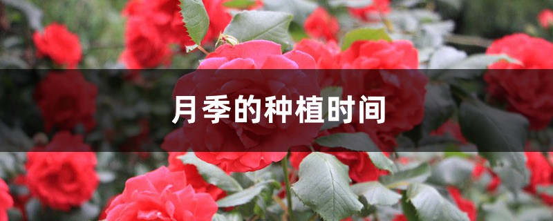 月季的种植时间 月季的种植时间