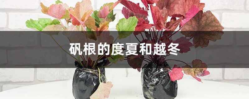 矾根的度夏和越冬 矾根的度夏和越冬