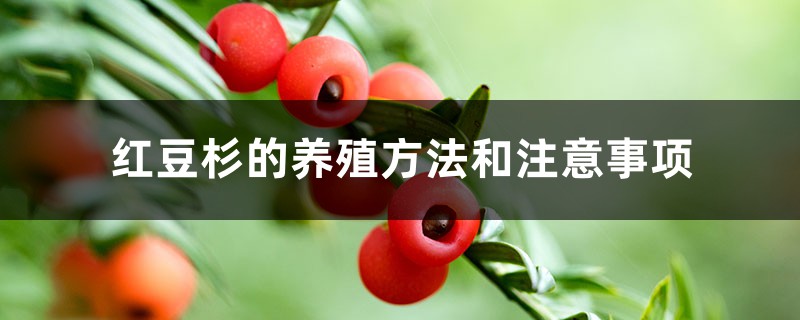 红豆杉的养殖方法和注意事项 红豆杉的养殖方法和注意事项