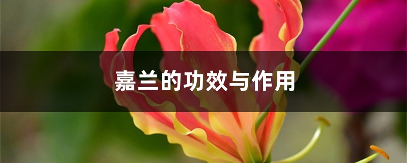 嘉兰的功效与作用 嘉兰的功效与作用