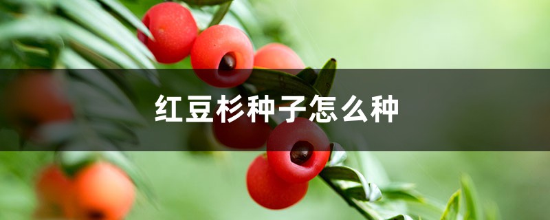 红豆杉种子怎么种 红豆杉种子怎么种