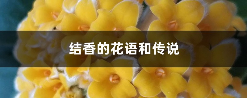 结香的花语和传说 结香的花语和传说