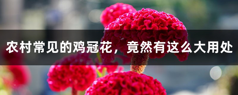 农村常见的鸡冠花,竟然有这么大用处 农村常见的鸡冠花,竟然有这么大用处