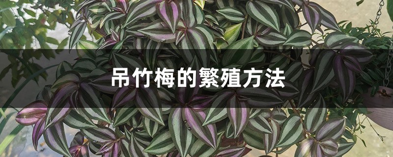 吊竹梅的繁殖方法 吊竹梅的繁殖方法