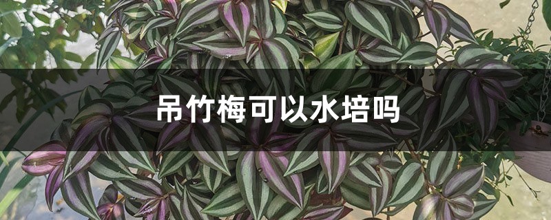 吊竹梅可以水培吗 吊竹梅可以水培吗