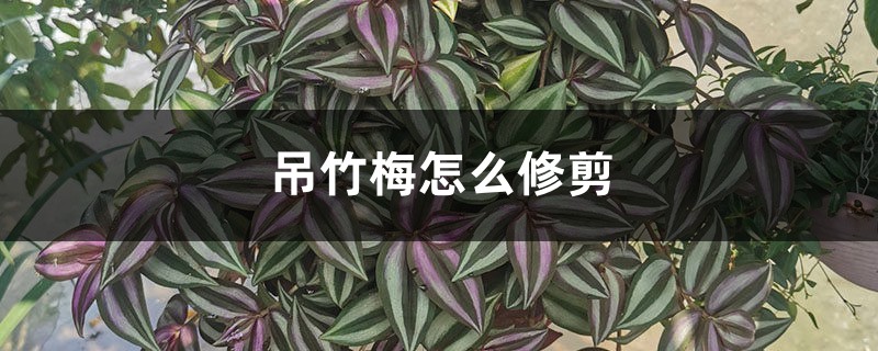 吊竹梅怎么修剪 吊竹梅怎么修剪