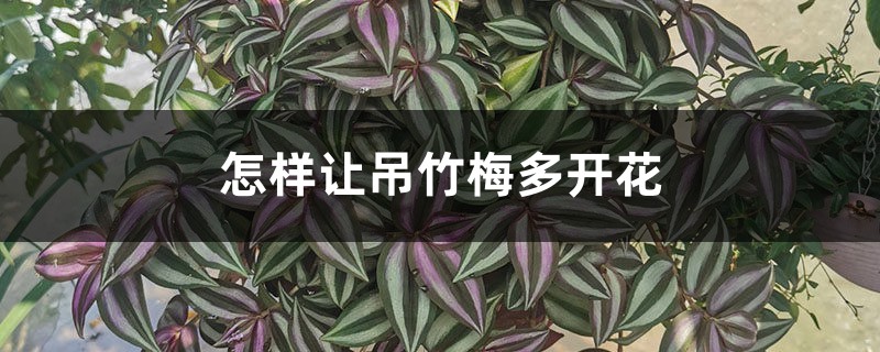 怎样让吊竹梅多开花 怎样让吊竹梅多开花